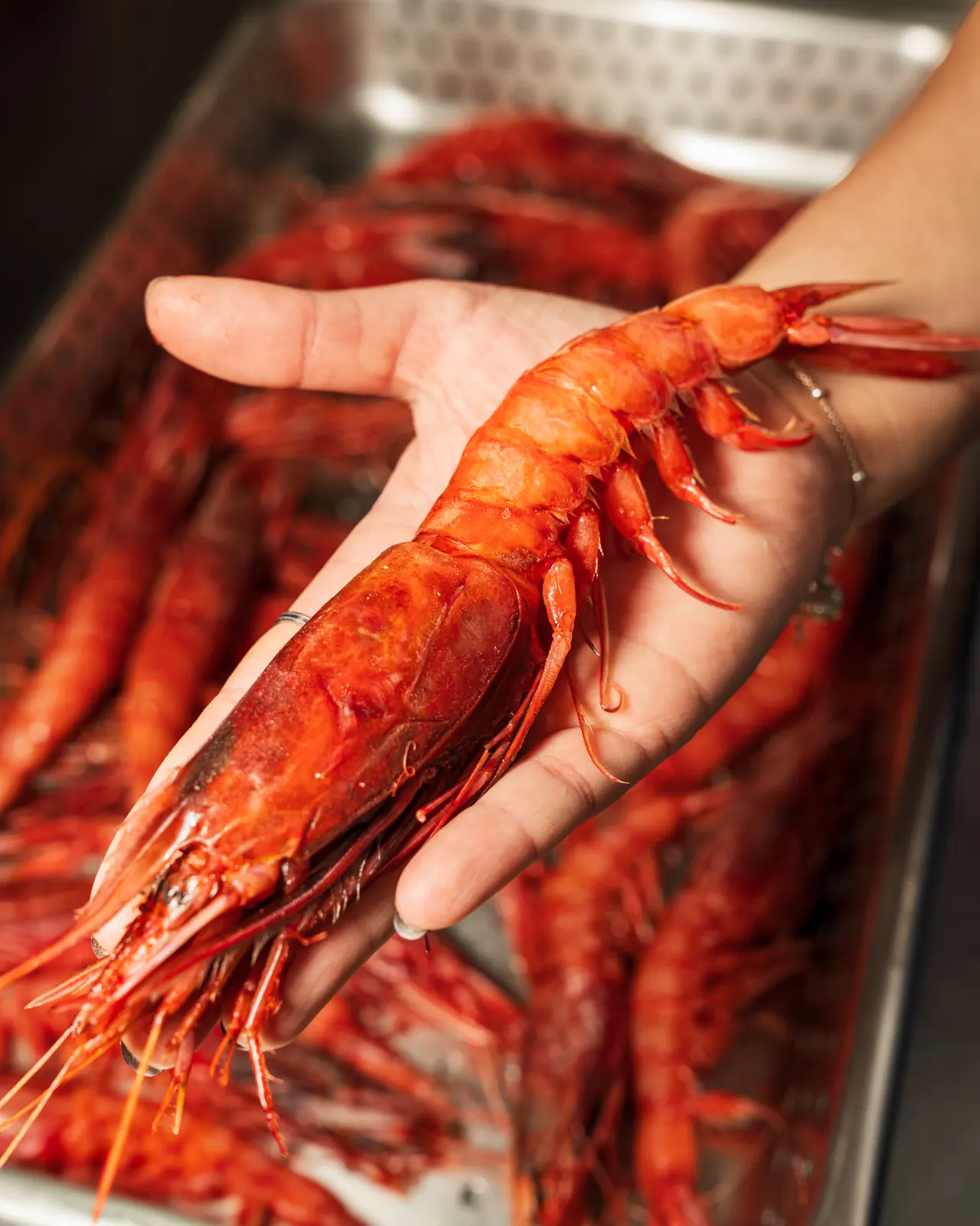 Un gambero rosso crudo tenuto in mano